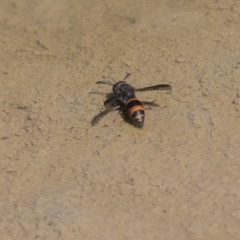 Eumeninae (subfamily) at Amaroo, ACT - 22 Feb 2019