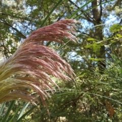 Cortaderia jubata (Pink Pampas Grass) at Isaacs, ACT - 24 Feb 2019 by Mike