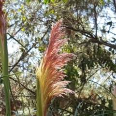 Cortaderia jubata at Isaacs Ridge - 24 Feb 2019