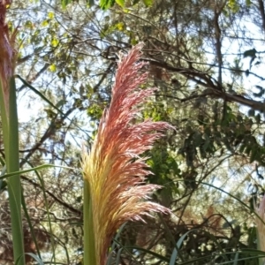 Cortaderia jubata at Isaacs Ridge - 24 Feb 2019