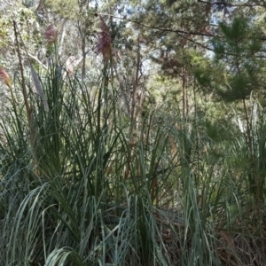 Cortaderia jubata at Isaacs Ridge - 24 Feb 2019