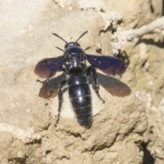 Austroscolia soror (Blue Flower Wasp) at Amaroo, ACT - 22 Feb 2019 by Alison Milton