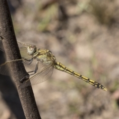 Orthetrum caledonicum (Blue Skimmer) at Amaroo, ACT - 22 Feb 2019 by AlisonMilton