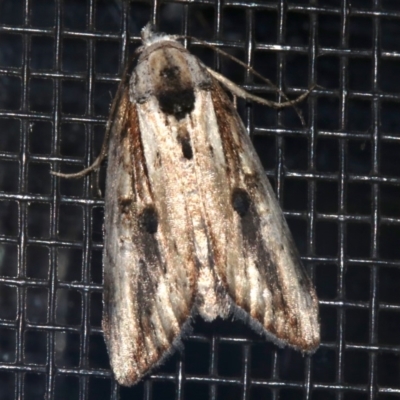 Unidentified Noctuoid moth (except Arctiinae) at Rosedale, NSW - 16 Feb 2019 by jb2602