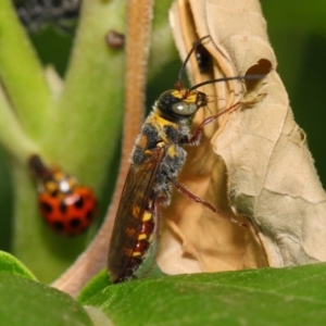 Tiphiidae (family) at Acton, ACT - 23 Feb 2019