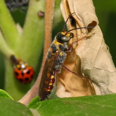 Tiphiidae (family) (Unidentified Smooth flower wasp) at ANBG - 23 Feb 2019 by TimL