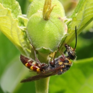 Tiphiidae (family) at Acton, ACT - 23 Feb 2019