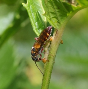 Tiphiidae (family) at Acton, ACT - 23 Feb 2019 11:58 AM