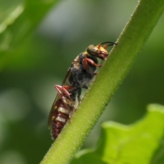 Tiphiidae (family) at Acton, ACT - 23 Feb 2019