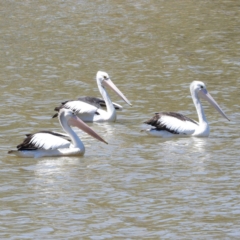 Pelecanus conspicillatus (Australian Pelican) at Greenway, ACT - 23 Feb 2019 by MatthewFrawley