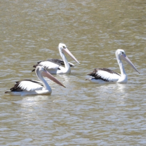 Pelecanus conspicillatus at Greenway, ACT - 23 Feb 2019