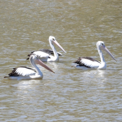 Pelecanus conspicillatus (Australian Pelican) at Lake Tuggeranong - 23 Feb 2019 by MatthewFrawley