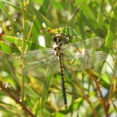 Hemicordulia tau (Tau Emerald) at Lake Tuggeranong - 23 Feb 2019 by MatthewFrawley