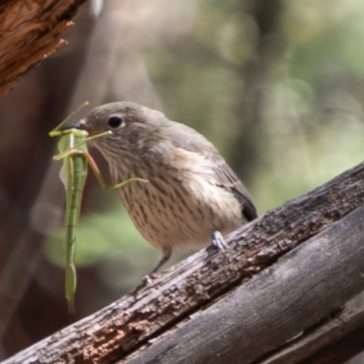 Pachycephala rufiventris (Rufous Whistler) at Paddys River, ACT - 24 Feb 2019 by SWishart
