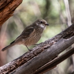 Pachycephala rufiventris at Paddys River, ACT - 24 Feb 2019