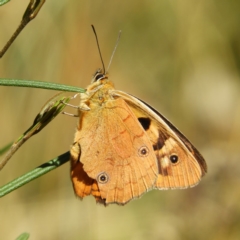 Heteronympha penelope (Shouldered Brown) at Cotter River, ACT - 24 Feb 2019 by MatthewFrawley