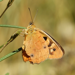 Heteronympha penelope at Cotter River, ACT - 24 Feb 2019 01:31 PM