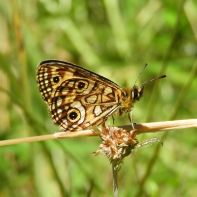 Oreixenica lathoniella (Silver Xenica) at Gibraltar Pines - 24 Feb 2019 by MatthewFrawley