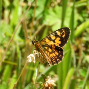 Oreixenica lathoniella at Paddys River, ACT - 24 Feb 2019