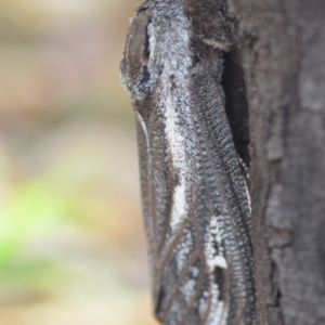 Endoxyla encalypti at Wamboin, NSW - 14 Dec 2018 05:51 PM