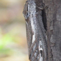 Endoxyla encalypti (Wattle Goat Moth) at Wamboin, NSW - 14 Dec 2018 by natureguy