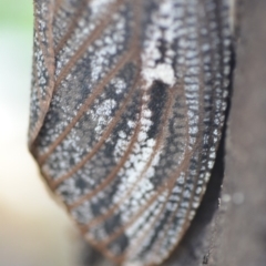 Endoxyla encalypti at Wamboin, NSW - 14 Dec 2018 05:51 PM