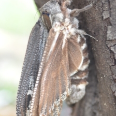 Endoxyla encalypti at Wamboin, NSW - 14 Dec 2018 05:51 PM