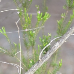 Coleonema pulchellum (Diosma) at Wamboin, NSW - 14 Dec 2018 by natureguy