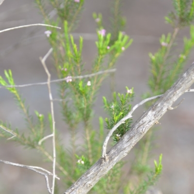 Coleonema pulchellum (Diosma) at Wamboin, NSW - 14 Dec 2018 by natureguy