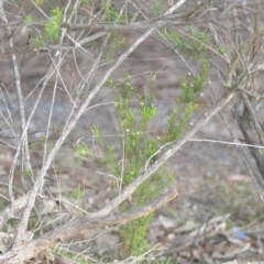 Coleonema pulchellum at Wamboin, NSW - 14 Dec 2018 09:22 PM