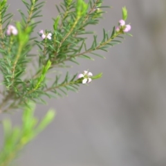 Coleonema pulchellum at Wamboin, NSW - 14 Dec 2018 09:22 PM