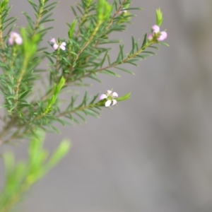 Coleonema pulchellum at Wamboin, NSW - 14 Dec 2018 09:22 PM