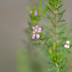 Coleonema pulchellum at Wamboin, NSW - 14 Dec 2018