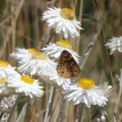 Oreixenica correae (Orange Alpine Xenica) at Namadgi National Park - 22 Feb 2019 by Christine