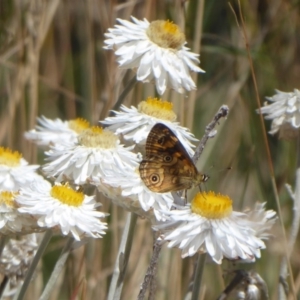 Oreixenica correae at Cotter River, ACT - 23 Feb 2019