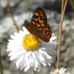 Oreixenica correae at Cotter River, ACT - 23 Feb 2019