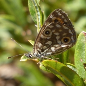 Oreixenica orichora at Cotter River, ACT - 23 Feb 2019 10:25 AM