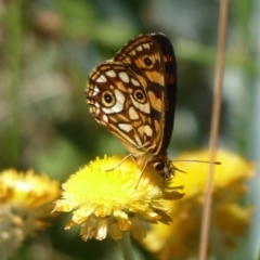 Oreixenica lathoniella (Silver Xenica) at Cotter River, ACT - 22 Feb 2019 by Christine