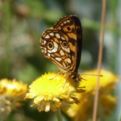 Oreixenica lathoniella (Silver Xenica) at Namadgi National Park - 22 Feb 2019 by Christine