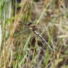 Synthemis eustalacta (Swamp Tigertail) at Gibraltar Pines - 24 Feb 2019 by MatthewFrawley