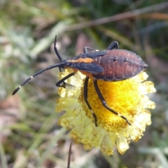 Amorbus (genus) (Eucalyptus Tip bug) at Cotter River, ACT - 23 Feb 2019 by Christine