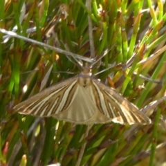 Amelora oritropha (Alpine Striped Cape-moth) at Cotter River, ACT - 23 Feb 2019 by Christine