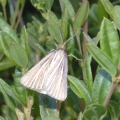 Amelora oritropha at Cotter River, ACT - 23 Feb 2019