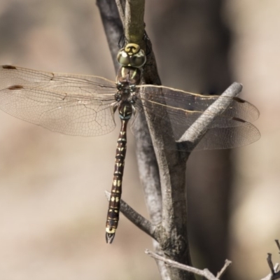 Adversaeschna brevistyla (Blue-spotted Hawker) at Amaroo, ACT - 22 Feb 2019 by Alison Milton