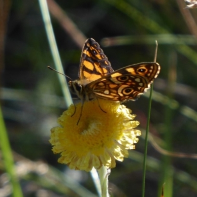 Oreixenica lathoniella (Silver Xenica) at Namadgi National Park - 23 Feb 2019 by Christine