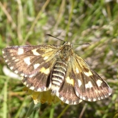 Hesperilla munionga (Alpine Sedge-Skipper) at Namadgi National Park - 23 Feb 2019 by Christine