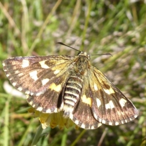 Hesperilla munionga at Cotter River, ACT - 23 Feb 2019