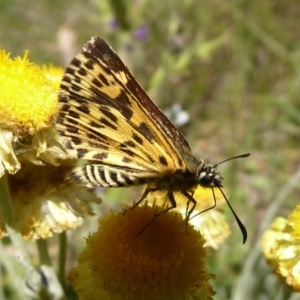 Hesperilla munionga at Cotter River, ACT - 23 Feb 2019