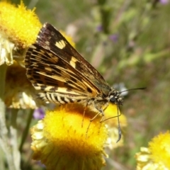 Hesperilla munionga at Cotter River, ACT - 23 Feb 2019