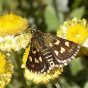 Hesperilla munionga at Cotter River, ACT - 23 Feb 2019